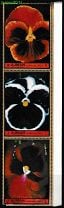 ОАЭ Аджман 1972 Анютины глазки Виола Цветы Флора сцепка, чистая, брак. Мешок