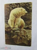 100 000 изображений по запросу Белый медведь доступны в рамках роялти-фри лицензии